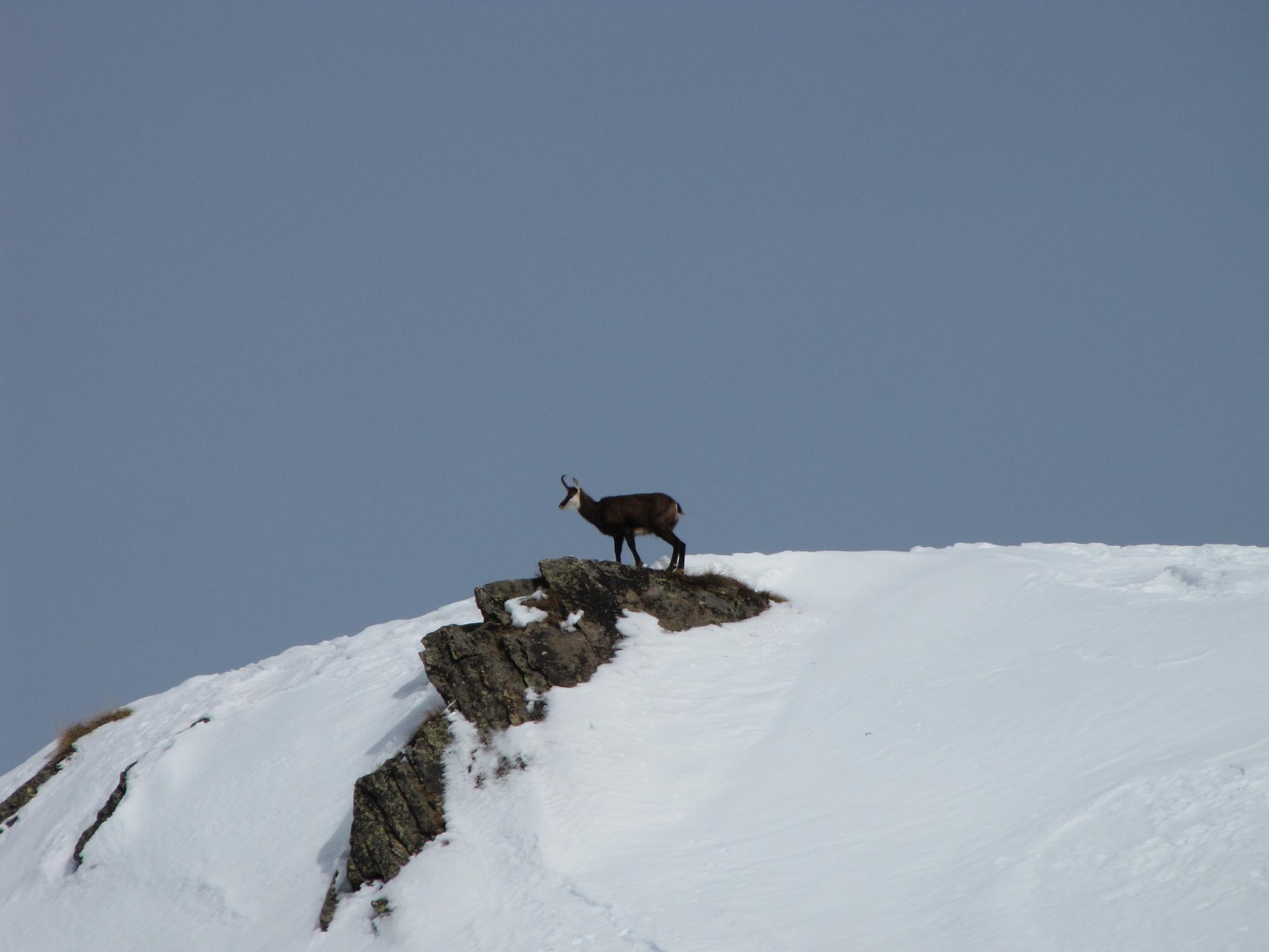 I camosci tornano a correre
